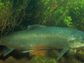 Łosoś szlachetny (Salmo salar) znajduje schronienie w zbiorowisku łąk podmorskich.
Photo: William Hartley, USFWS